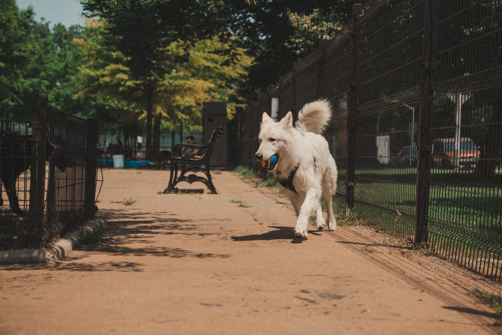 Pet Spa & Dog Park